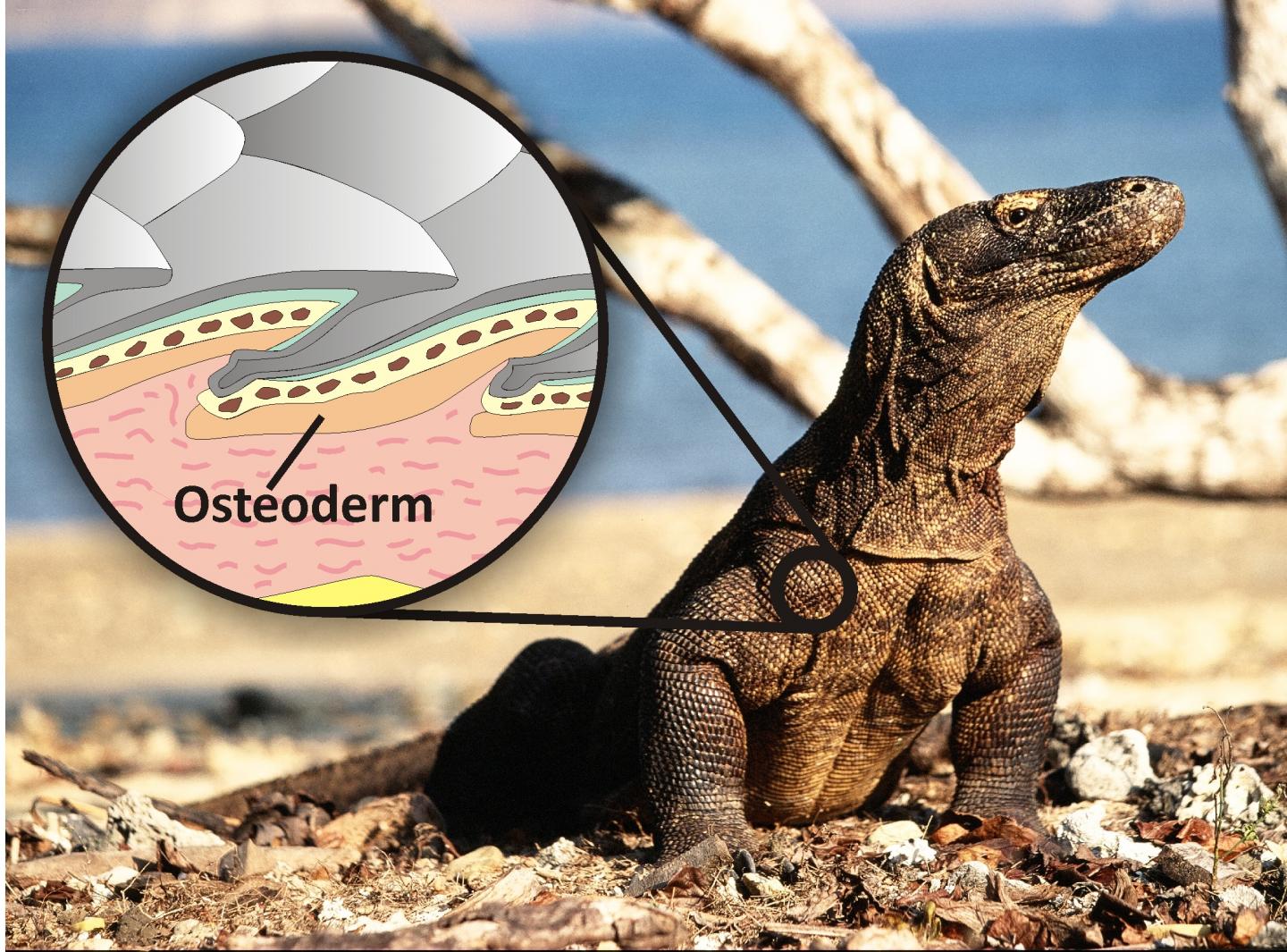 Giant Killer Lizard Fossil Shines New Light on Early Australians (2 of 2)