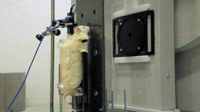 Rat Subjected to Irradiation