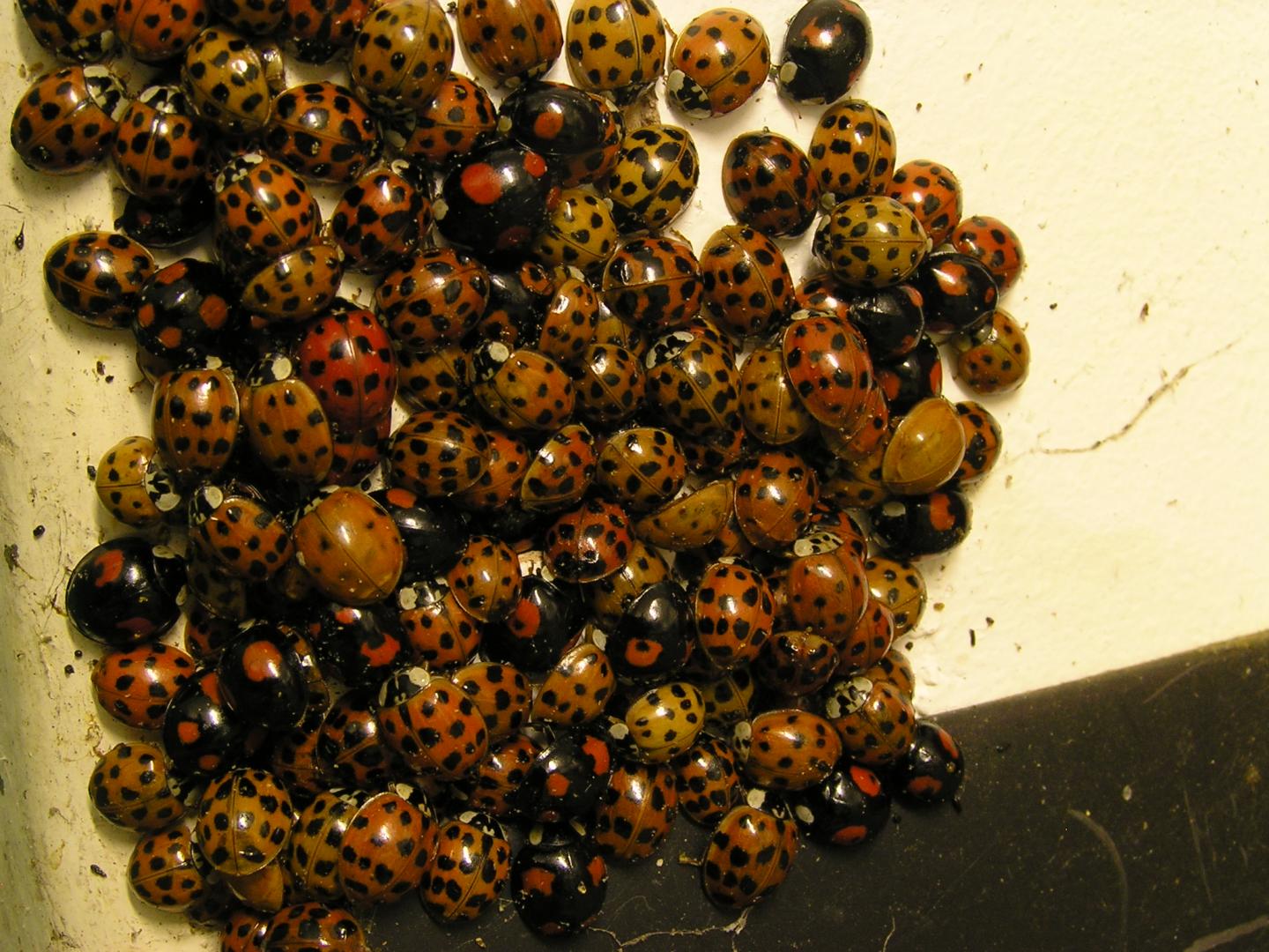 Harlequin Ladybirds