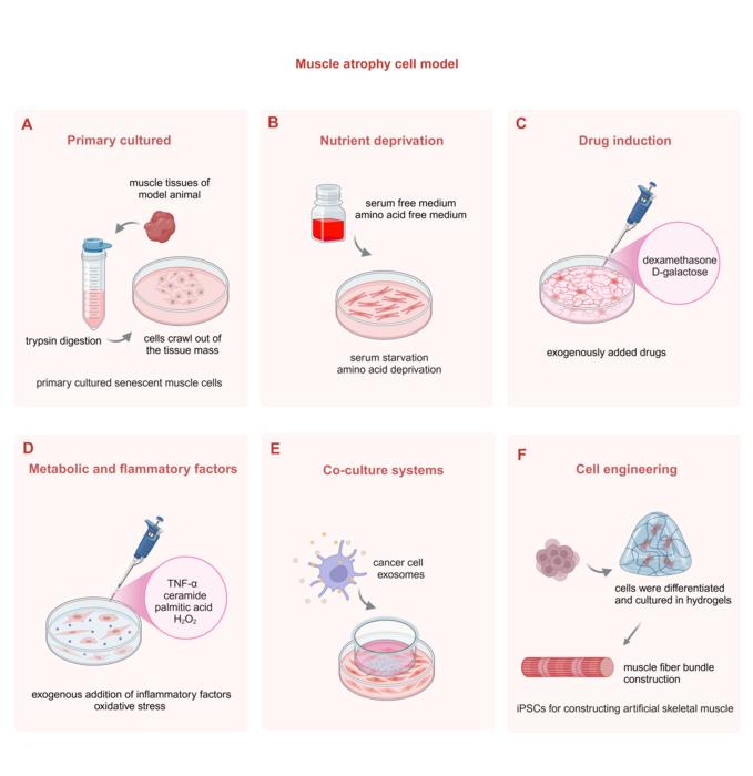 Figure 4: Methods of inducing muscle atrophy in cell models