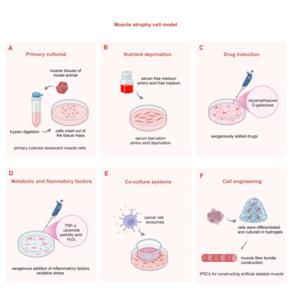 Figure 4: Methods of inducing muscle atrophy in cell models