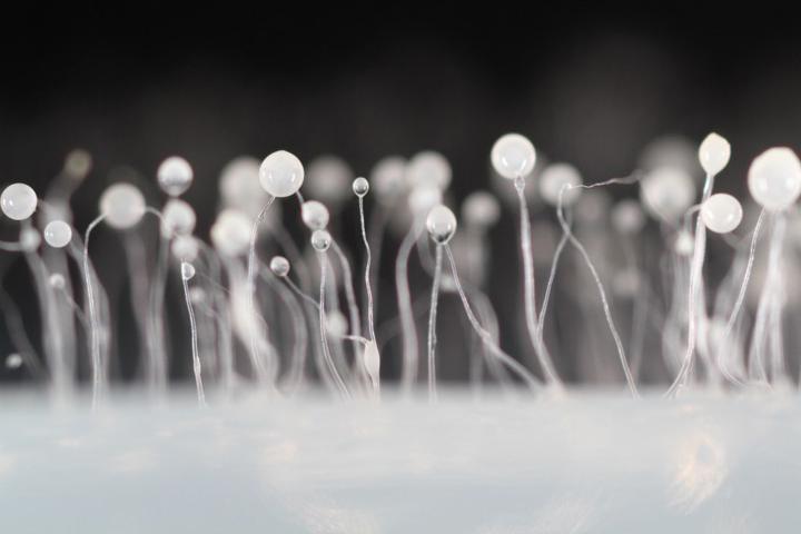 Dicty Fruiting Bodies