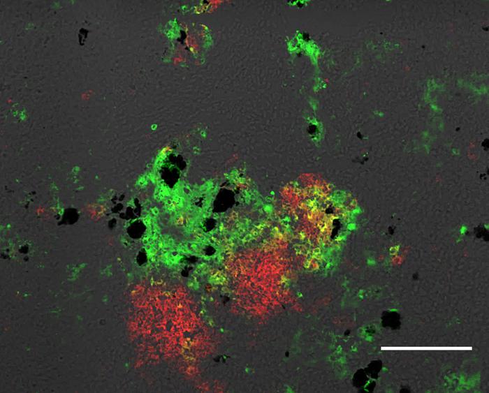 Fig 1. A rainbow trout M-LA