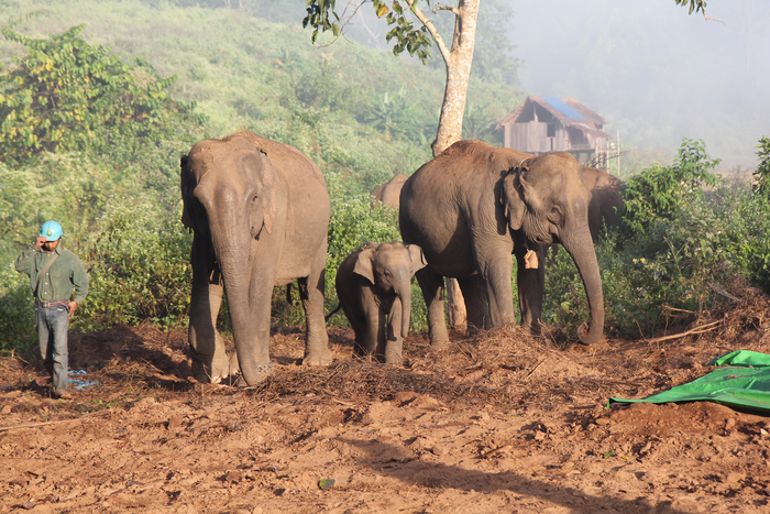 Semi-captive Asian elephants