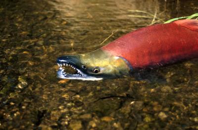 Sockeye Salmon