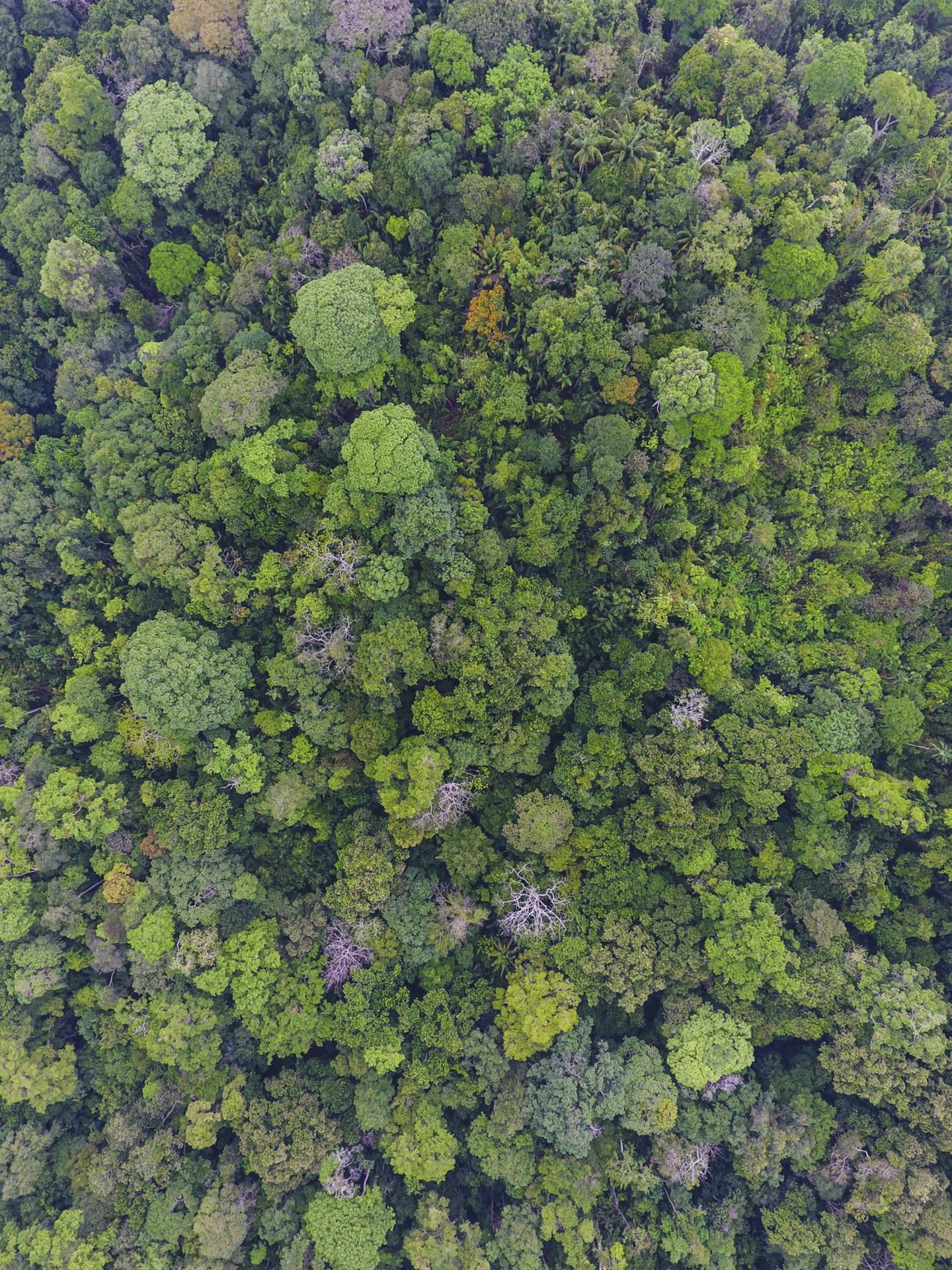 Old-Growth Forest at Barro Colorado Island, Panama