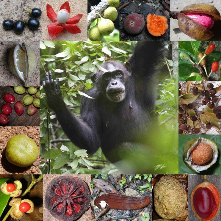 Chimpanzee and Fruit