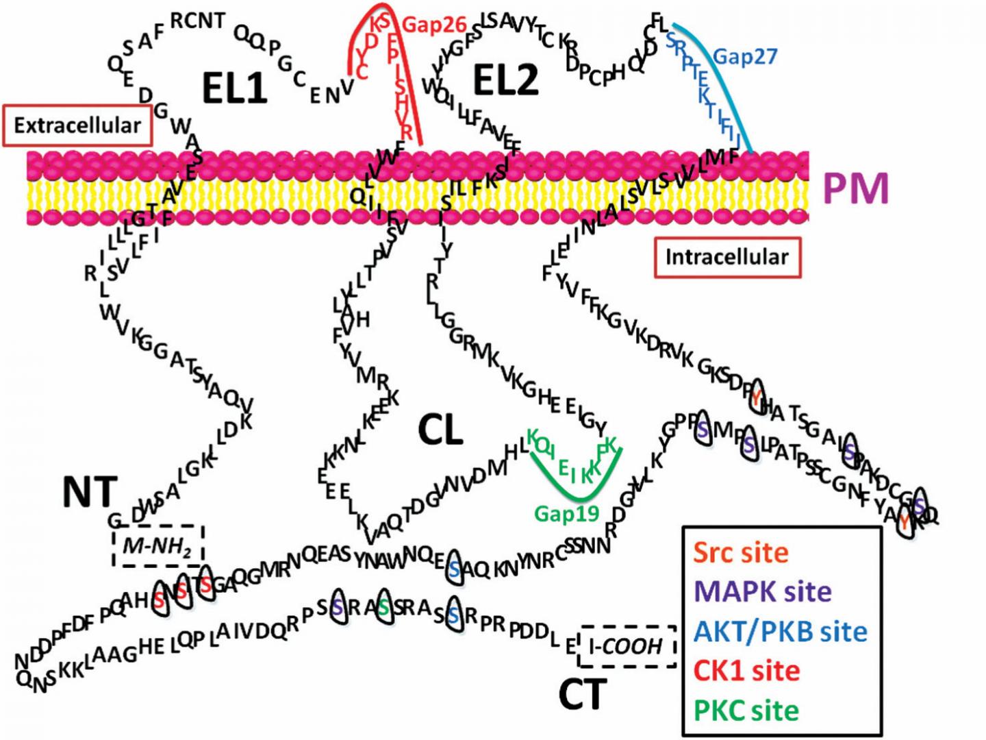 Current Concepts and Perspectives on Connexin43: A Mini Review