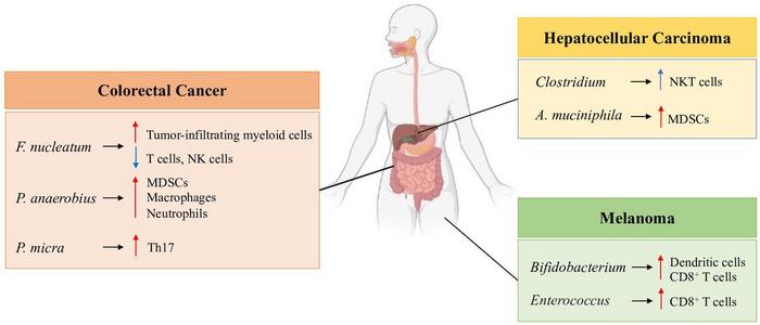 Interplay between gut microbiota and host immunity in cancer.