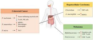 Interplay between gut microbiota and host immunity in cancer.