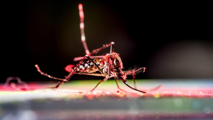 Aedes Aegypti Mosquito