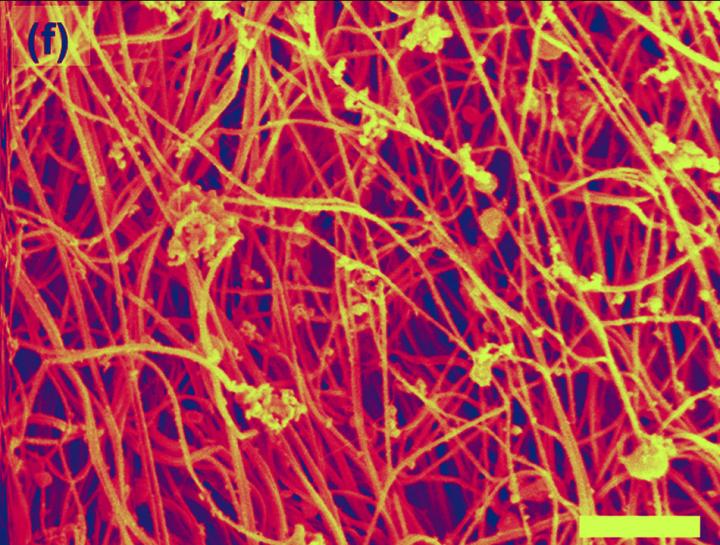 Collagen Fibrils at Unnotched Side Are Relaxed