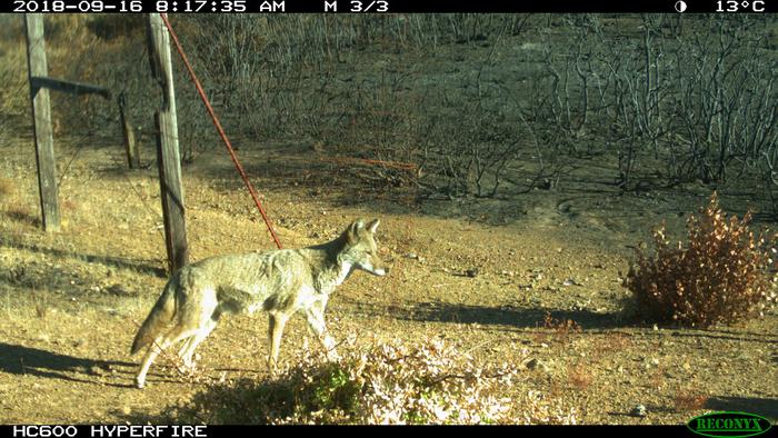 Coyote returns home after wildfire