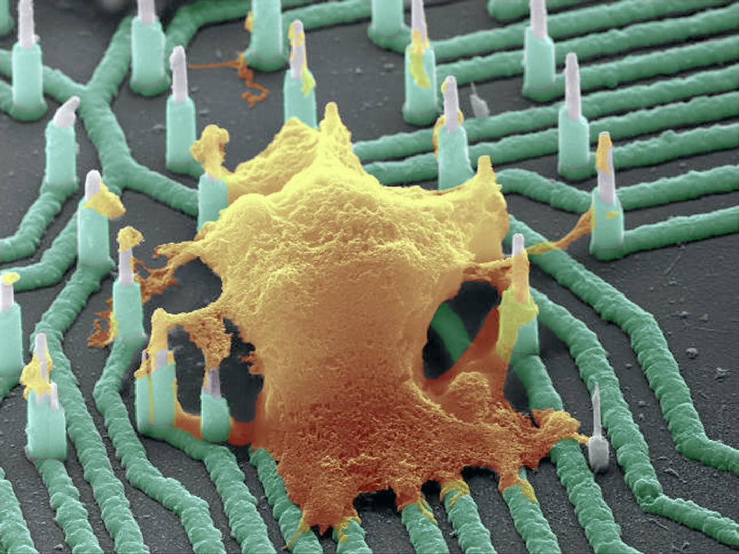 Nanowires Recording Neuronal Activity