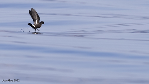 The European storm petrel