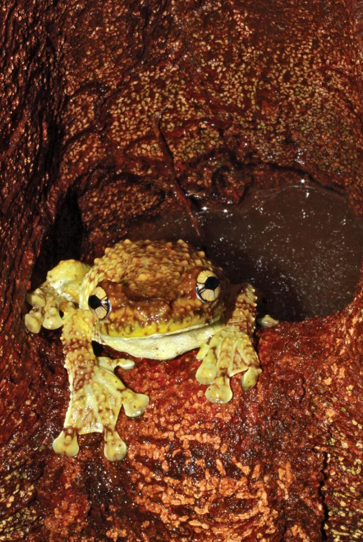 One of the Frog Species, Whose Calls Have Long been Mistaken for the 'Songs' of a Bushmaster Viper
