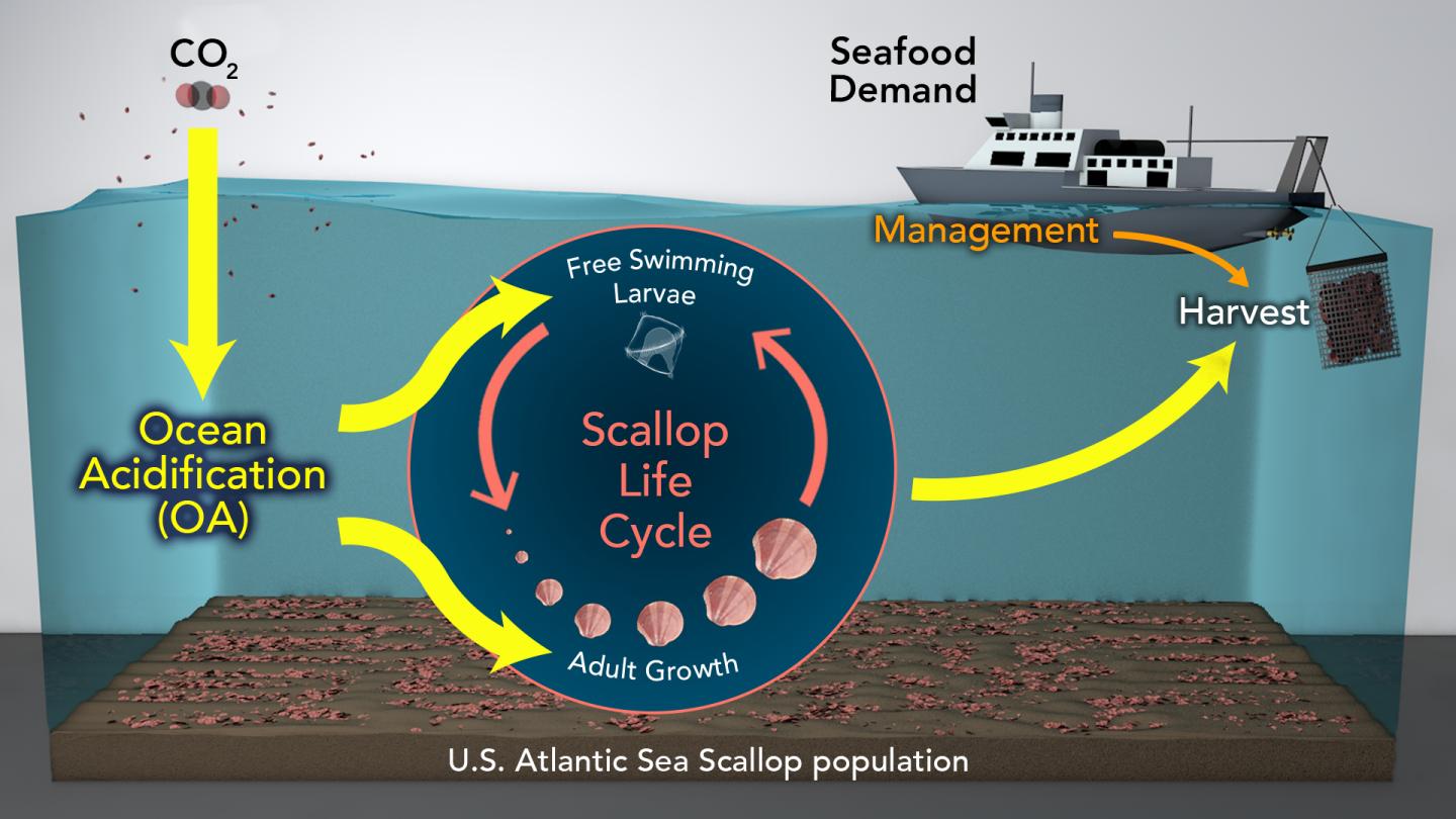 Conceptual Diagram