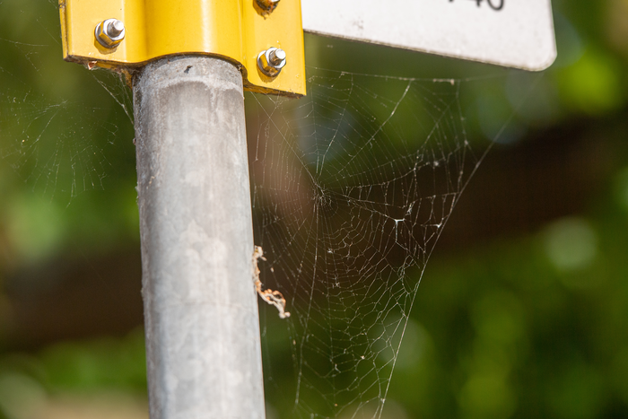 Microplastics can accumulate in spider webs.