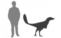 Scale of <i>Albertavenator curriei</i> Compared to a Person