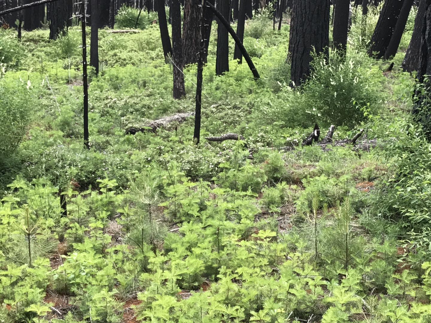 Unlogged 'Snag Forest Habitat' Four Years After the Rim Fire
