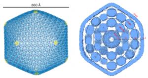 With the support of the HKUST Biological Cryo-EM Center, the team utilized the single-particle cryo-electron microscopy to determine the structure of the intact shell and characterize the  overall architecture of the four-layered assembly pattern of Proch