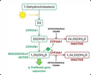 Production of vitamin D in the skin.