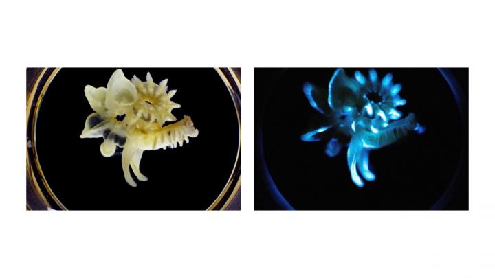 Parchment Tube Worm by Day and by Night