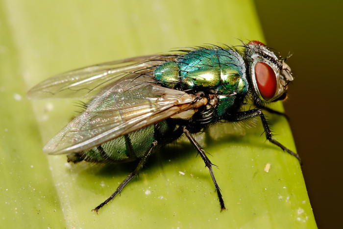 Blow Flies Can Be Used Detect Use of Chemical Weapons, Other Pollutants