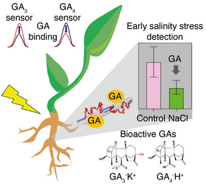 [SMART] Illustration of GA detection in living plants using near-infrared fluorescent carbon nanotube sensors for early indication of salinity stress