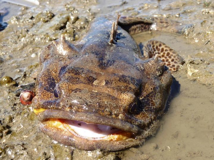 Lusitanian Toadfish at Low Tide in the Tagus Estuary, Portugal