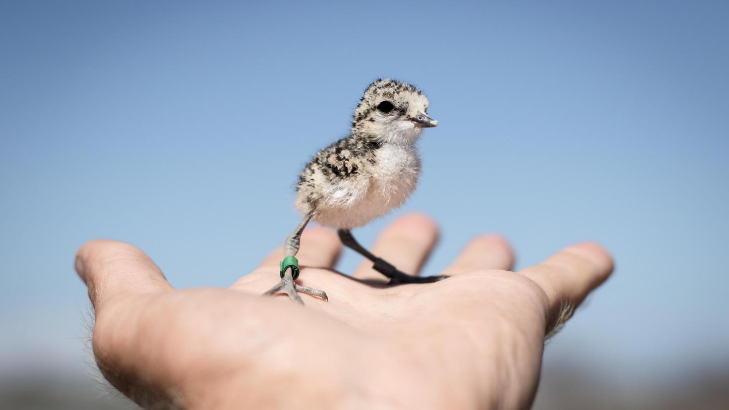 Plover Chick