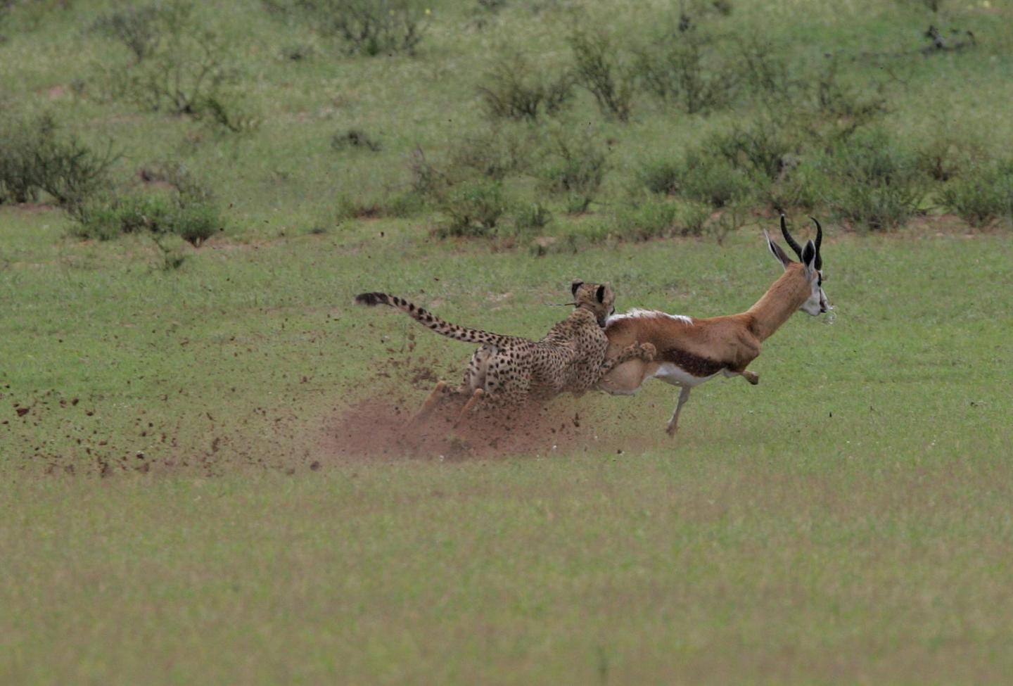Cheetahs and Pumas Strike a Balance to Hunt ( EurekAlert!
