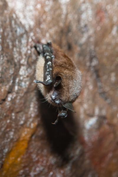 Bats Facing Regional Extinction From White-Nose Syndrome (1 of 9)