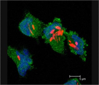 Infected Macrophages
