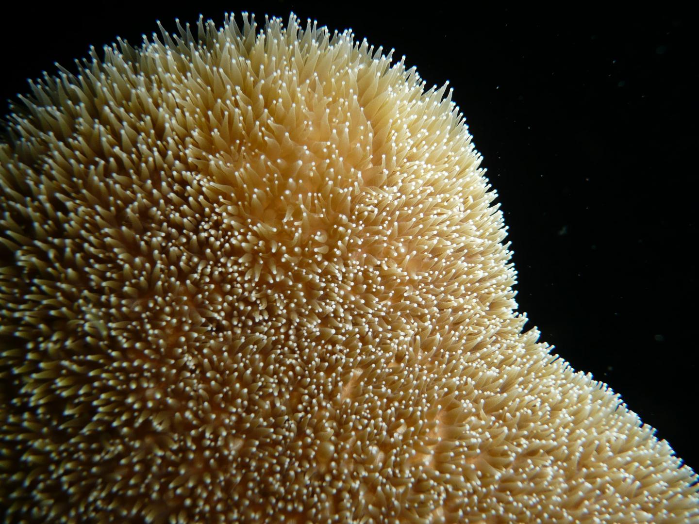 Pillar Coral, Close-Up