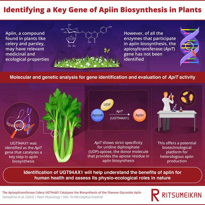 Identifying the gene that encodes an important enzyme in apiin biosynthesis