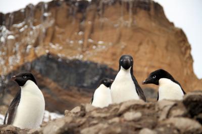 Adélie Penguins