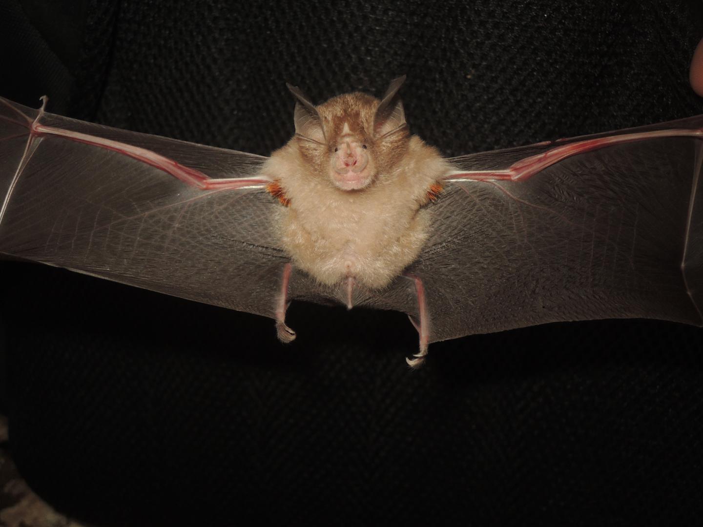 Horseshoe Bat 2
