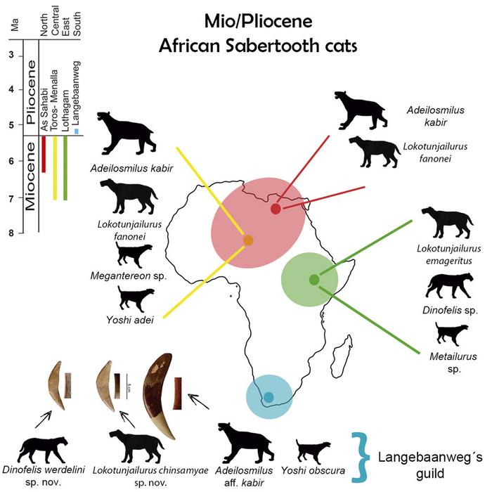 Cat family outlet tree evolution