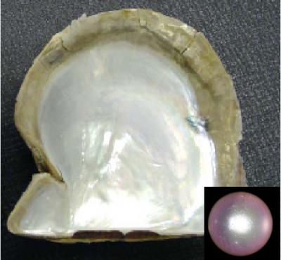 How Mother-of-Pearl Gets its Pearliness