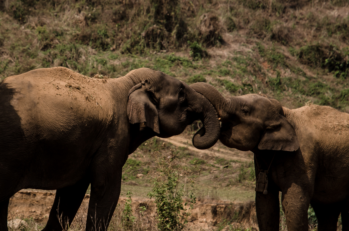 Two elephants interacting