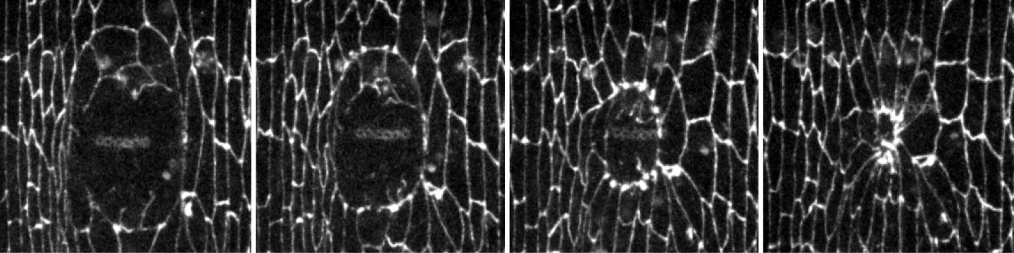 Time-Lapse Images of Wound Recovery in a Fruit Fly Embryo