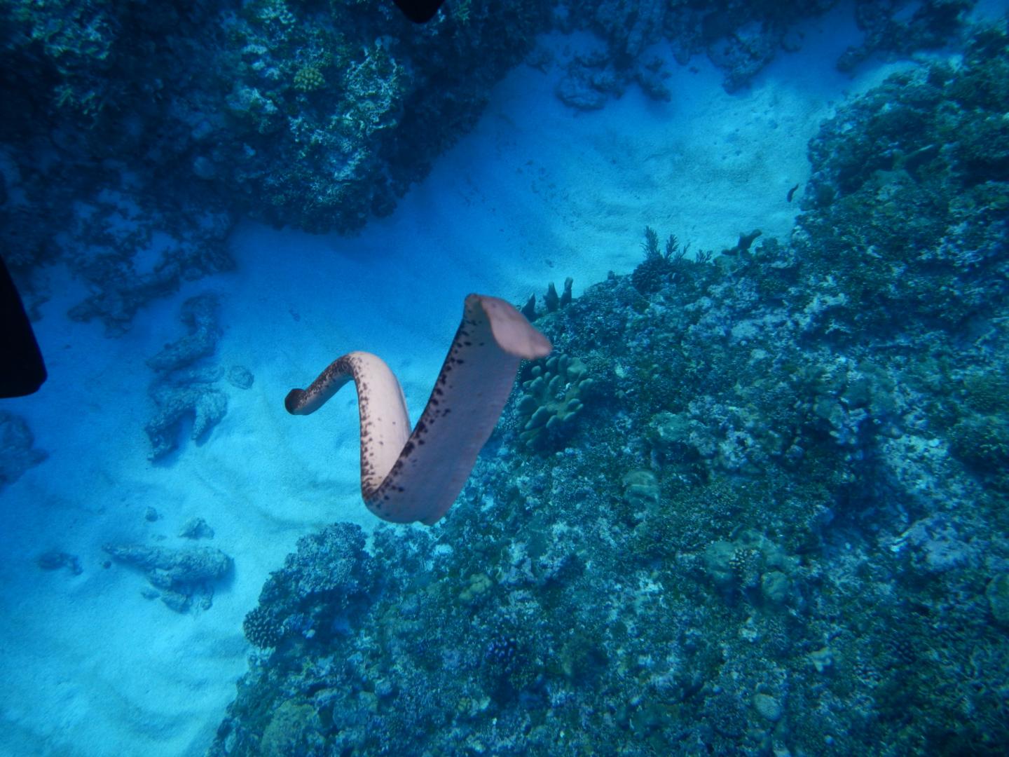 Sea Snakes With 'Seeing Tails'