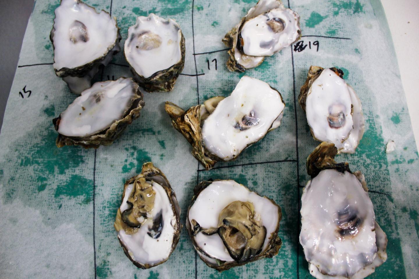 Oyster Shells