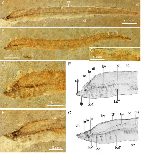 Early Transformers of <i>M. mengae</i>