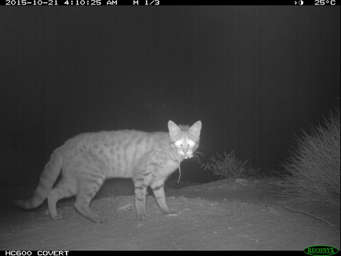 Feral cat with native rodent