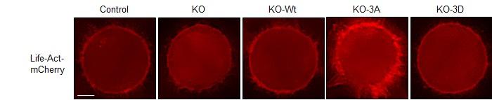 Actin Accumulation in Mutant Cells