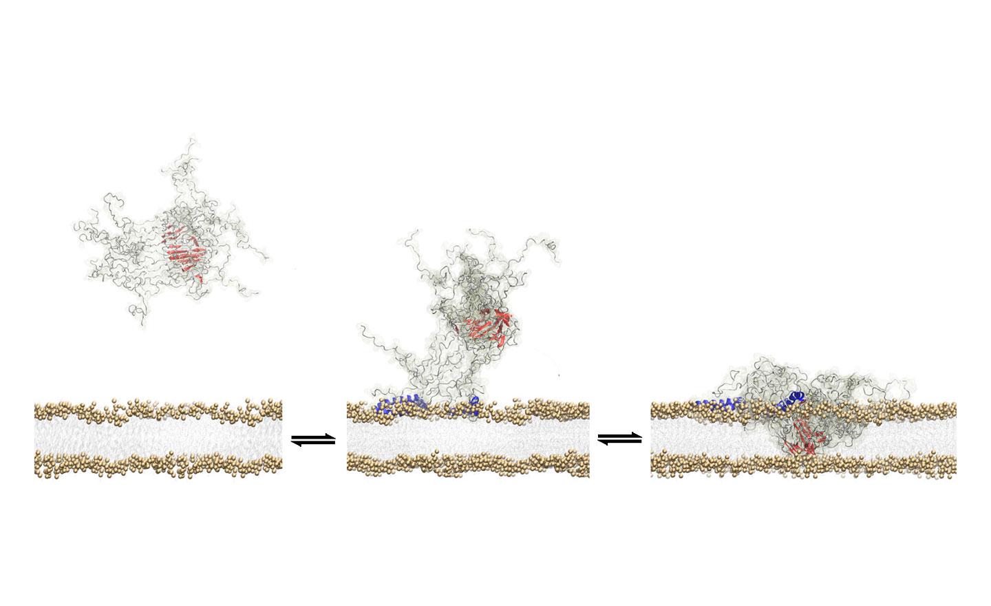 Toxic Oligomer Breaking Through Wall of Neuron