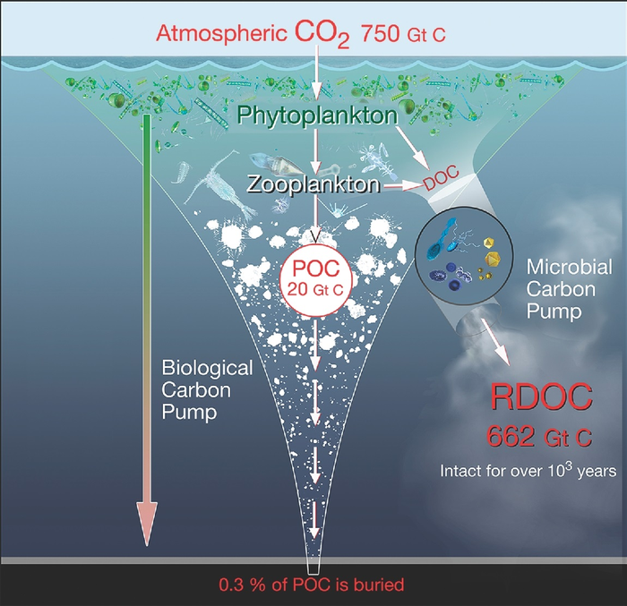 Cycling of biologically produced organic carbon (POC and DOC) in the ocean
