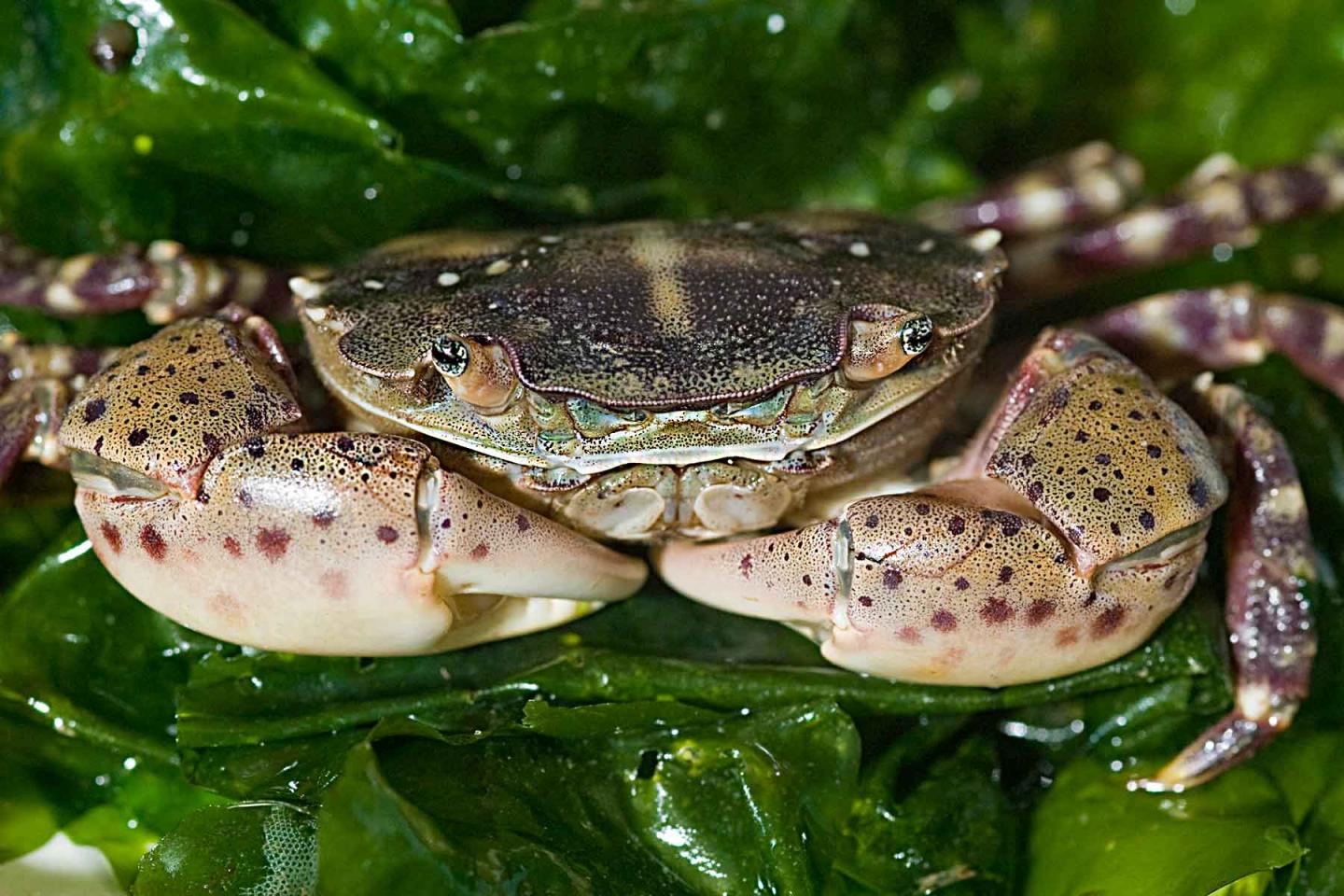 Asian Shore Crab